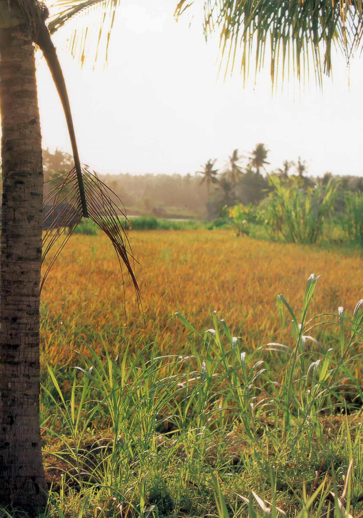 Photobook 綾瀬はるか birth in BALI 連結済 55.jpg